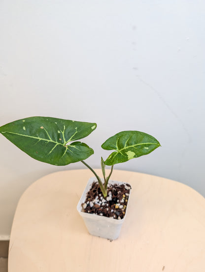 Syngonium panda galaxy