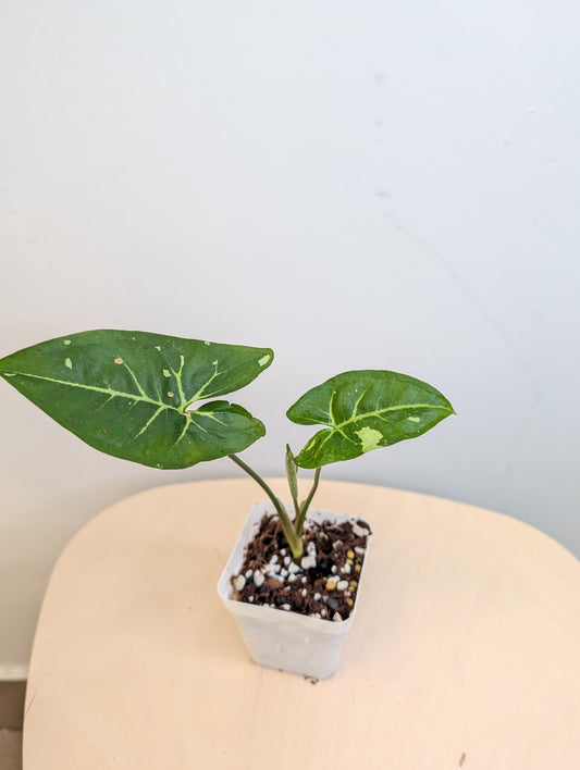 Syngonium panda galaxy