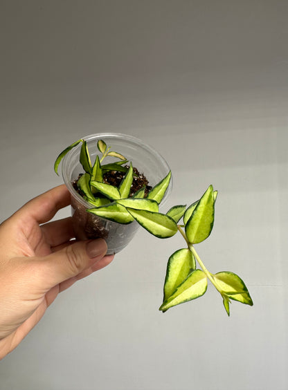 Hoya Bella variegated