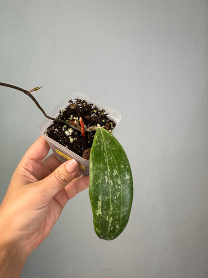 Hoya loei province