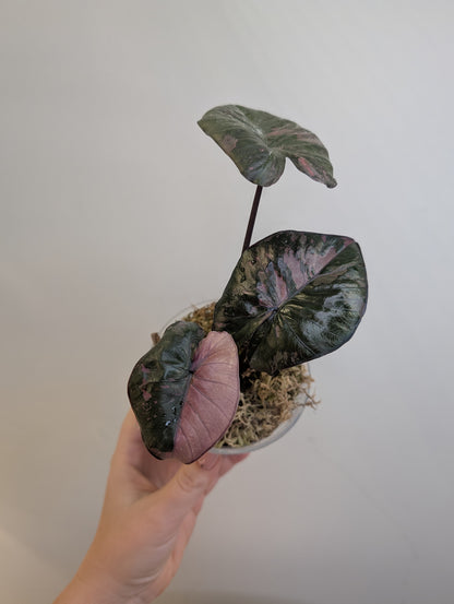 Alocasia serendipity rose panaché