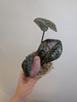 Alocasia serendipity rose panaché
