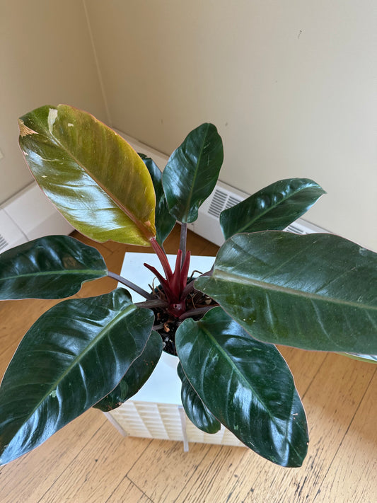 Philodendron Congo / from variegated plant