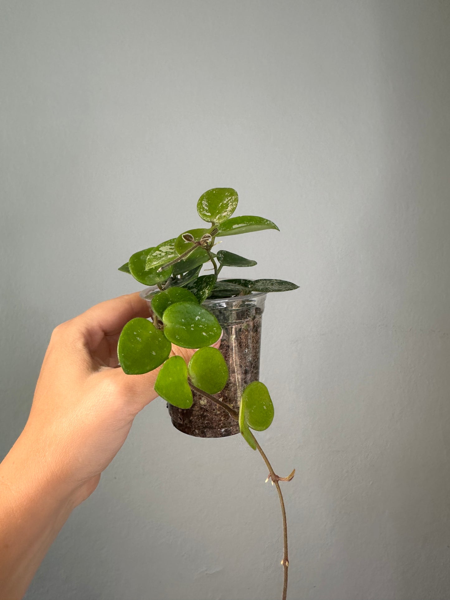 Hoya Mathilde silver splash
