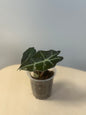 Alocasia amazonica, reverted ? / gift with a purchase
