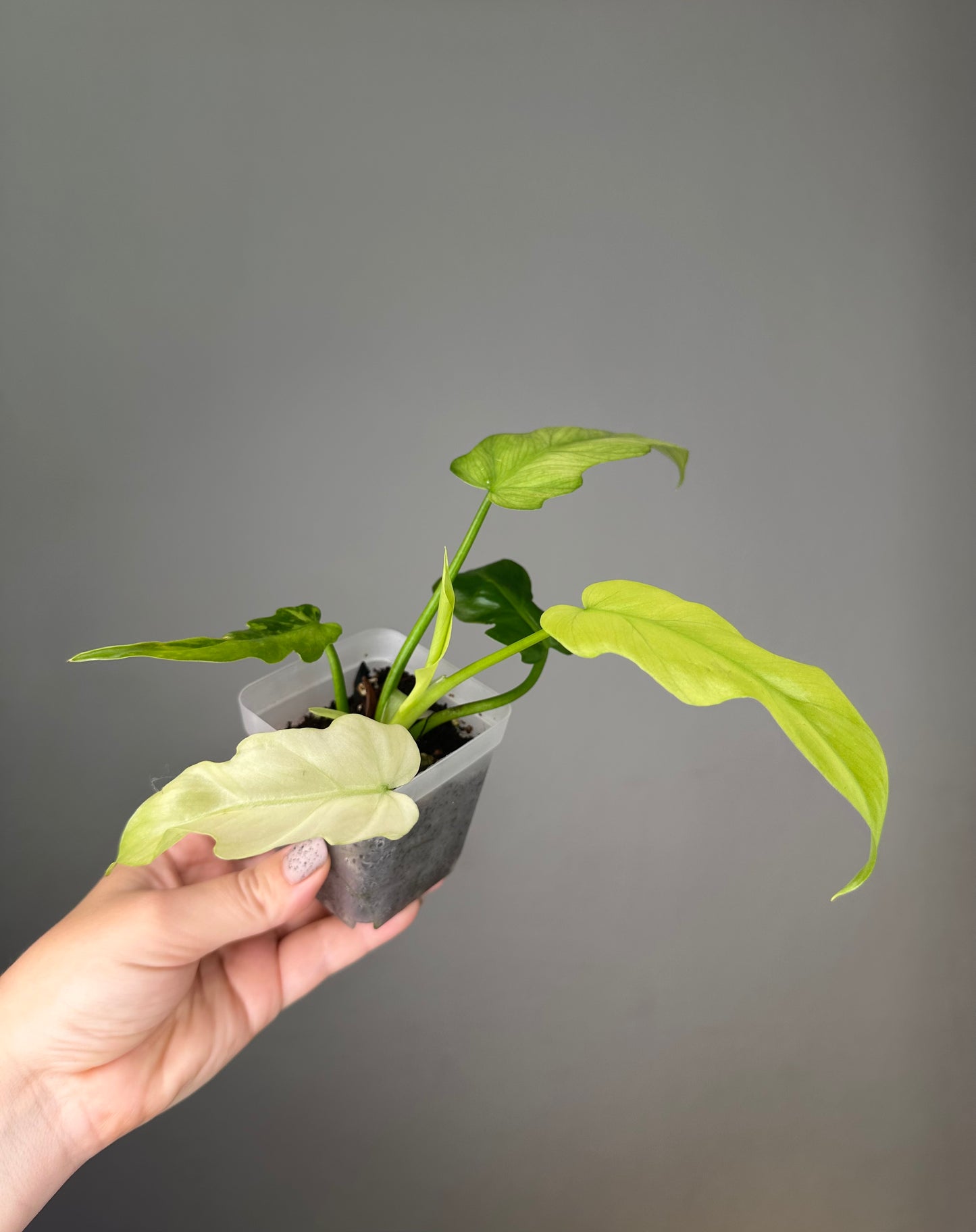 Philodendron Bob Cee variegated