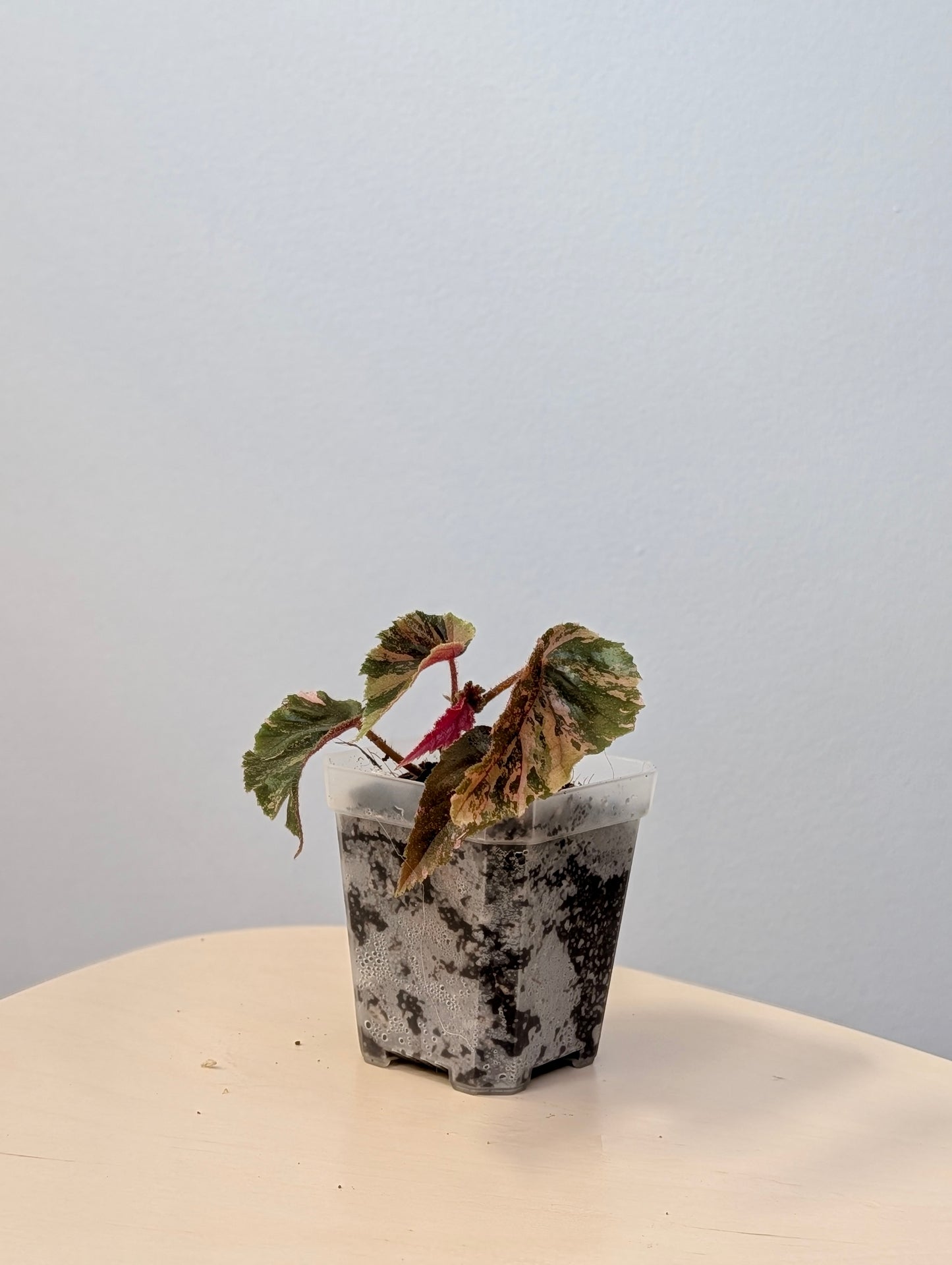 Begonia Ginny Galaxy variegated