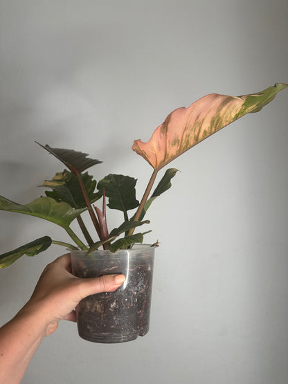 Philodendron caramel marble variegated