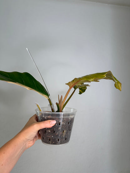 Philodendron caramel marble variegated