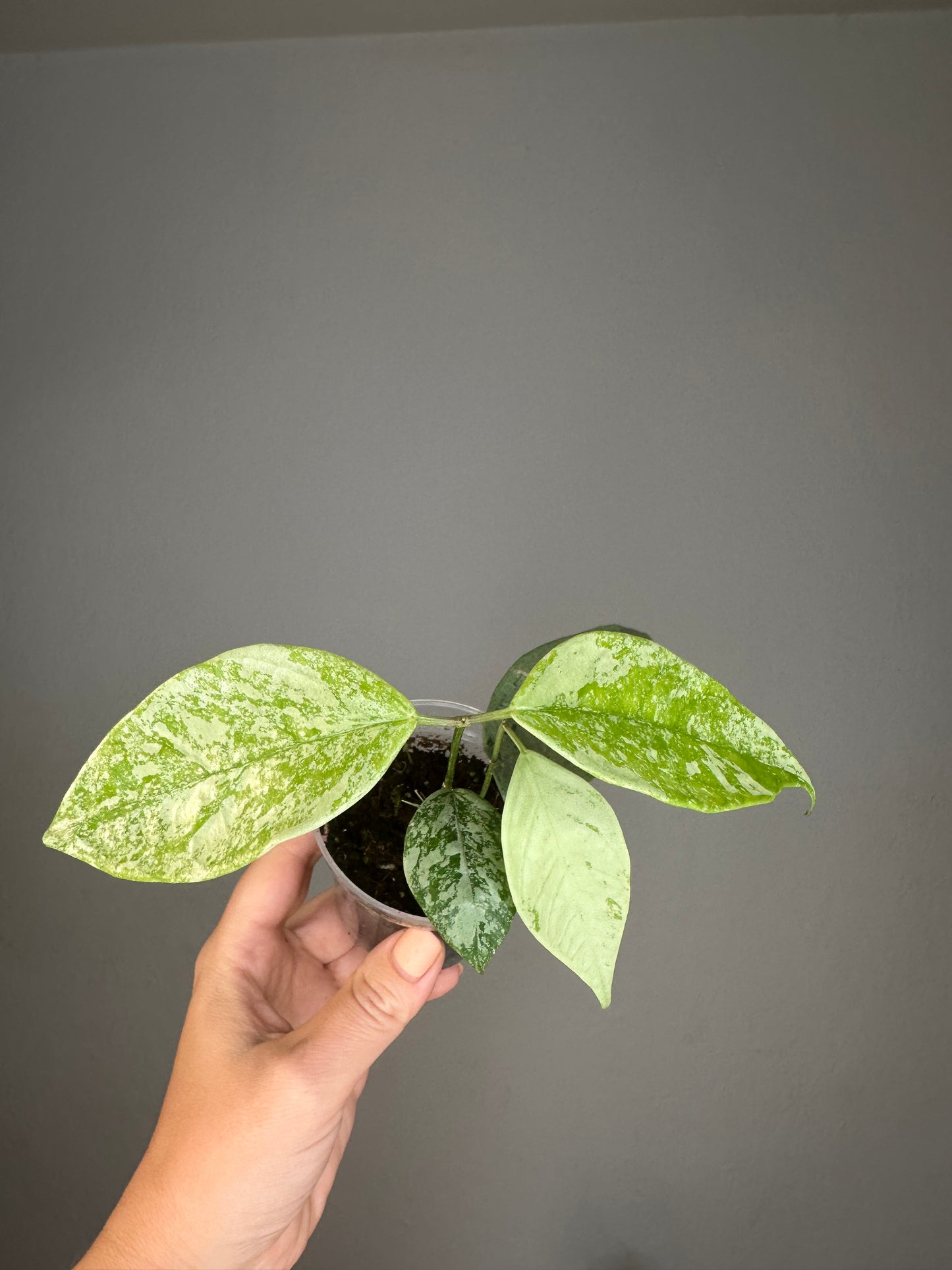 Hoya Coriacea silver, two growing points