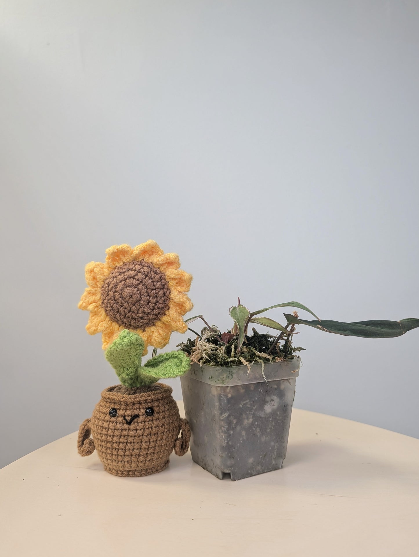 Philodendron Micans Halo / sparkling variegated leaves