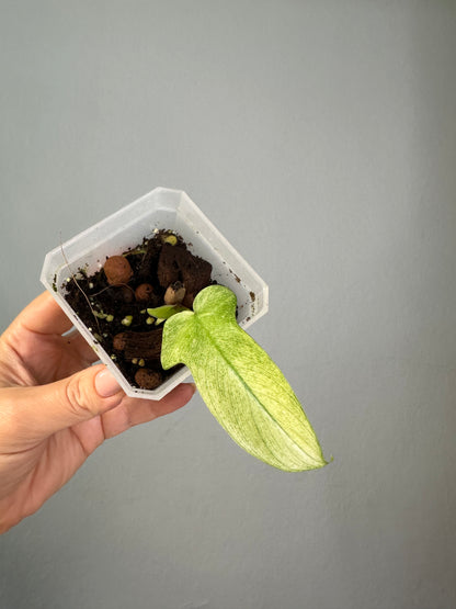 Philodendron Florida ghost mint