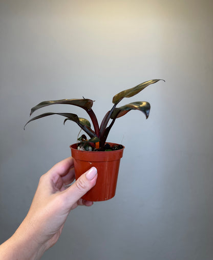 Philodendron Black Cardinal variegated with a baby🧡 🦄