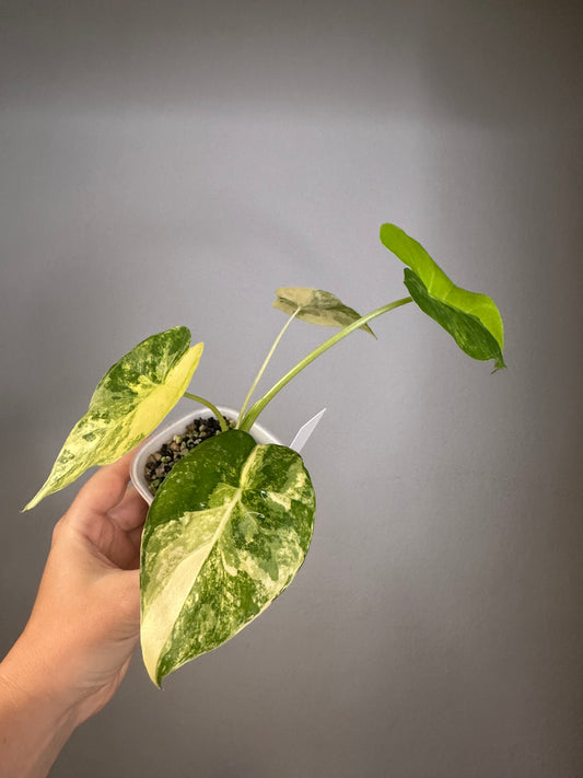 Alocasia odora yellow variegated