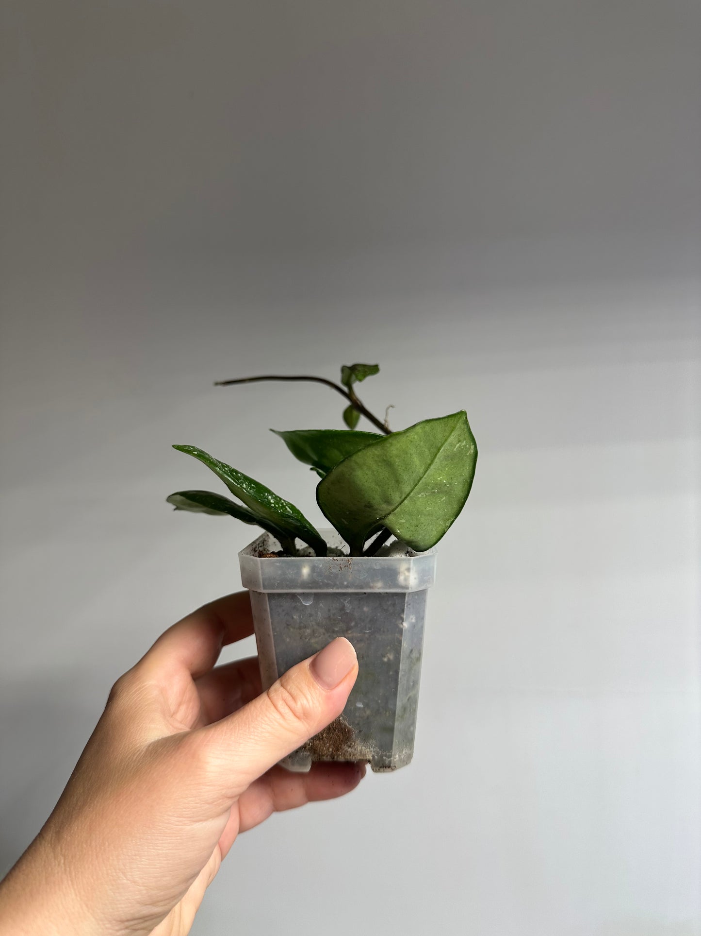 Hoya Carnosa Freckles Splash