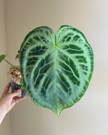 Anthurium silver blush/ homegrown in Toronto 🇨🇦