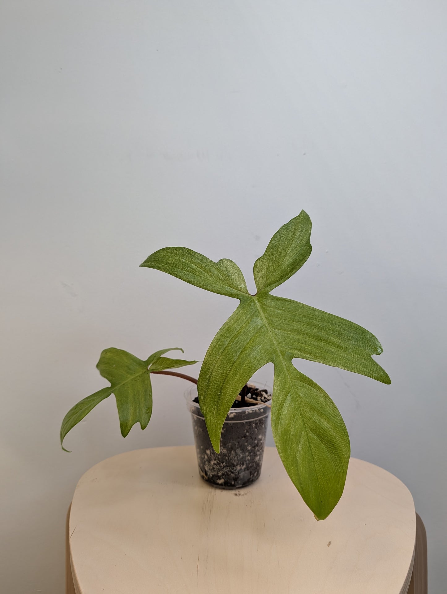 Philodendron Florida Beauty mint (Florida Ghost)