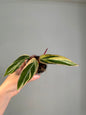 Stromanthe horticolor / rare stromanthe