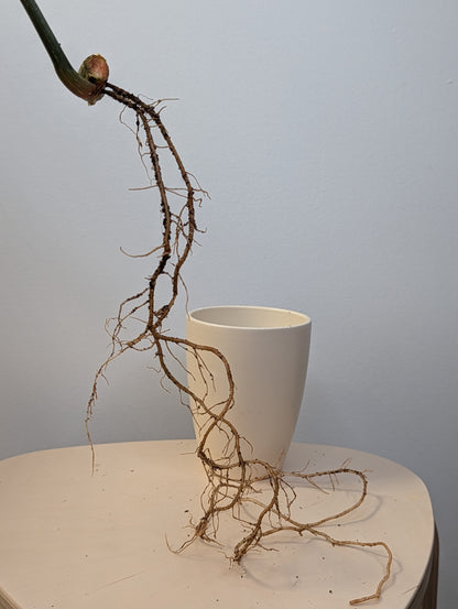 Philodendron gloriosum variegated cutting with roots