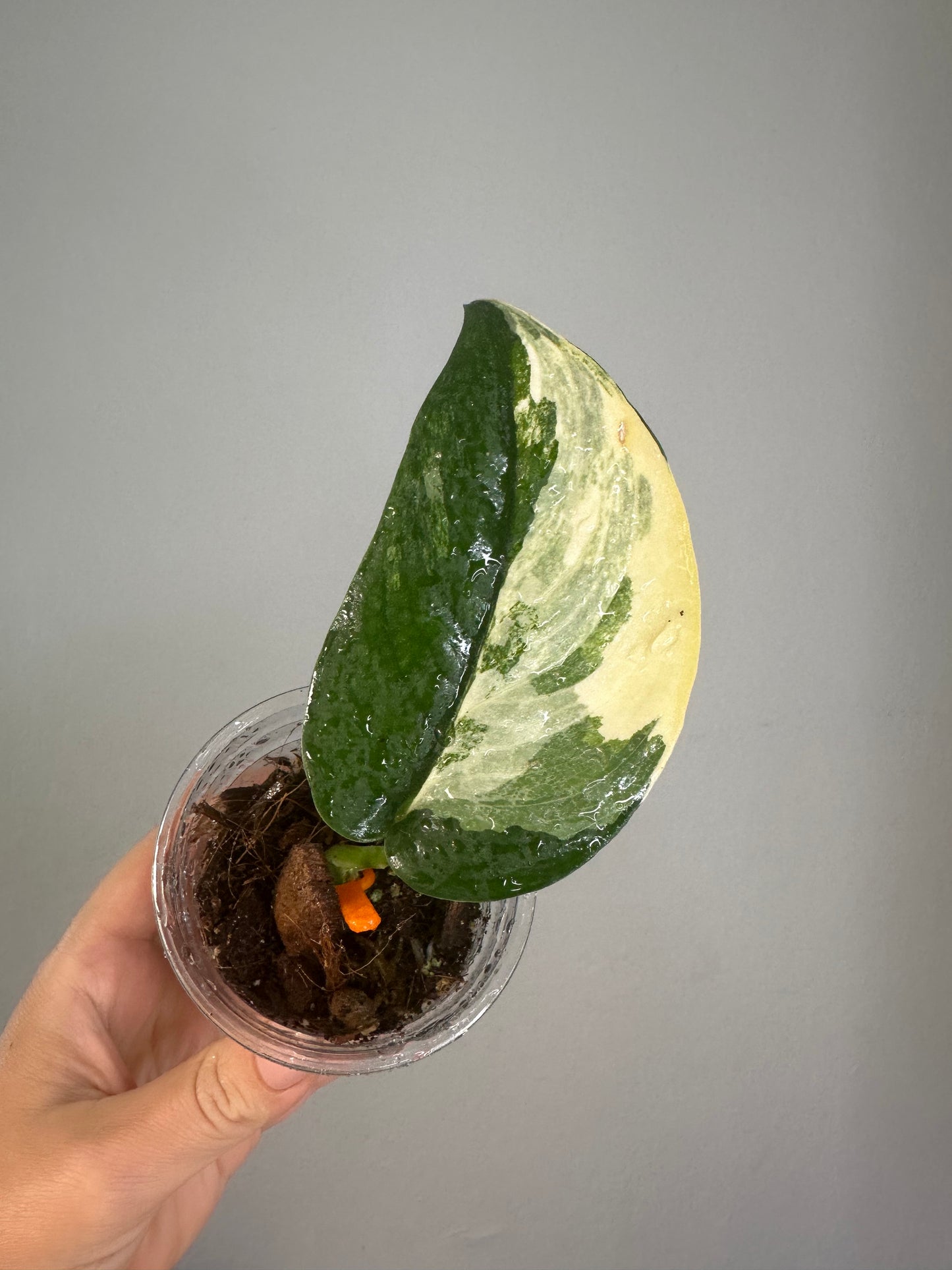 Scindapsus Jade Satin variegated