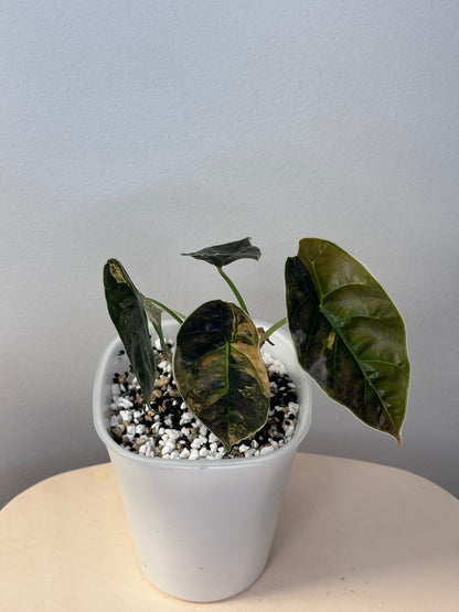 Alocasia azlanii aurea variegated, Corming