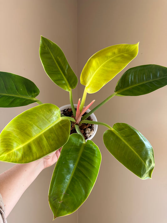Philodendron green congo