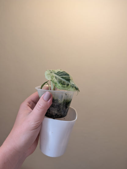 Alocasia ninja variegated