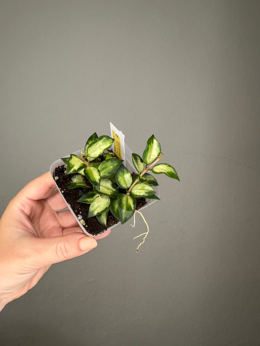Hoya lacunosa Bruno tricolor / a few cuttings in a pot