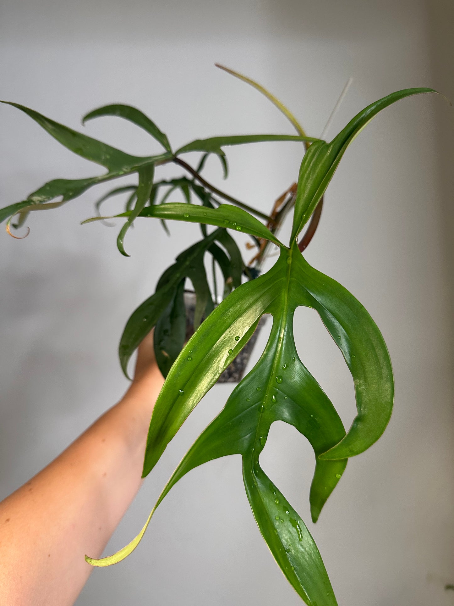 Philodendron Quercifolium / uncommon philodendron