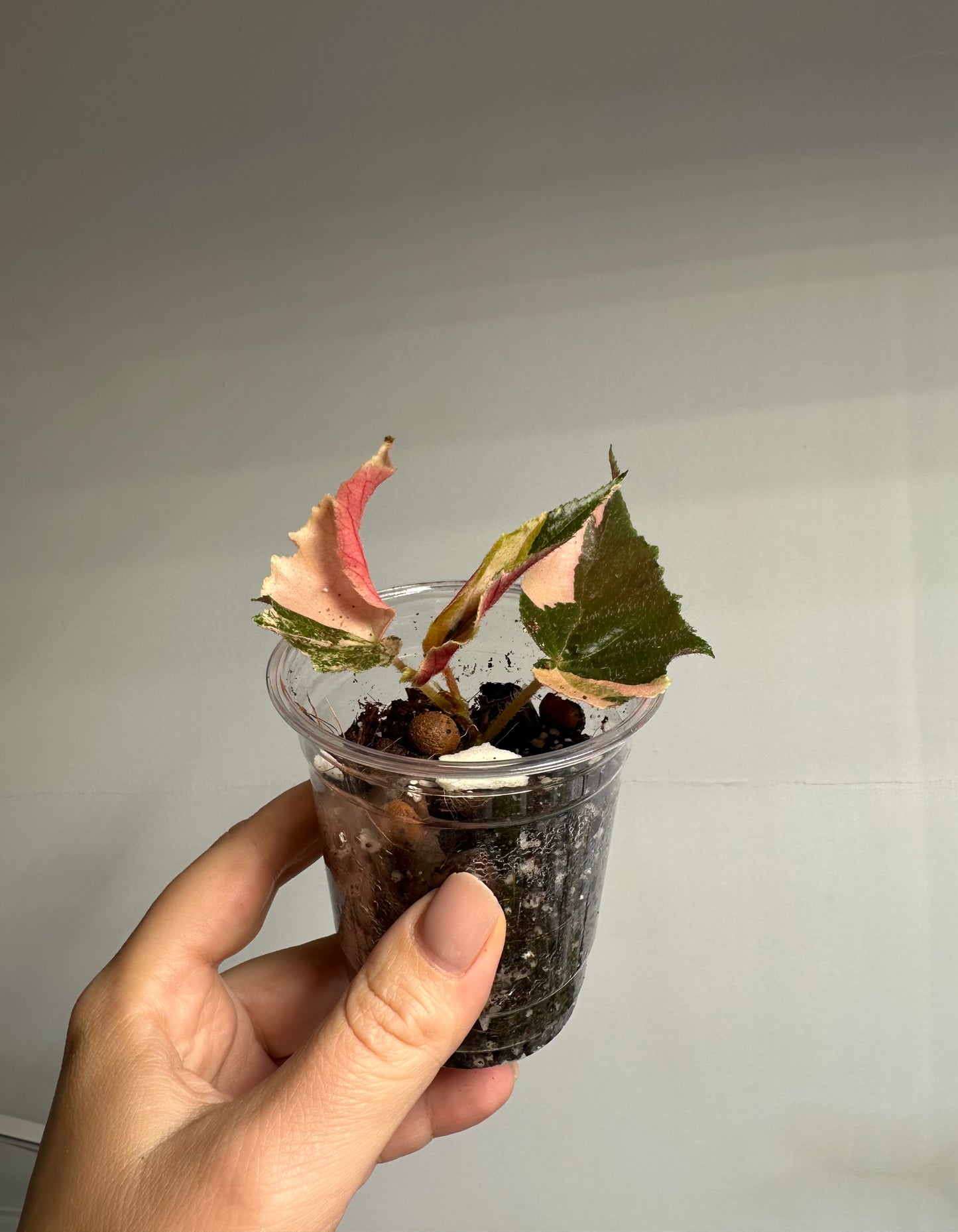 Begonia Ginny Galaxy variegated / top variegation