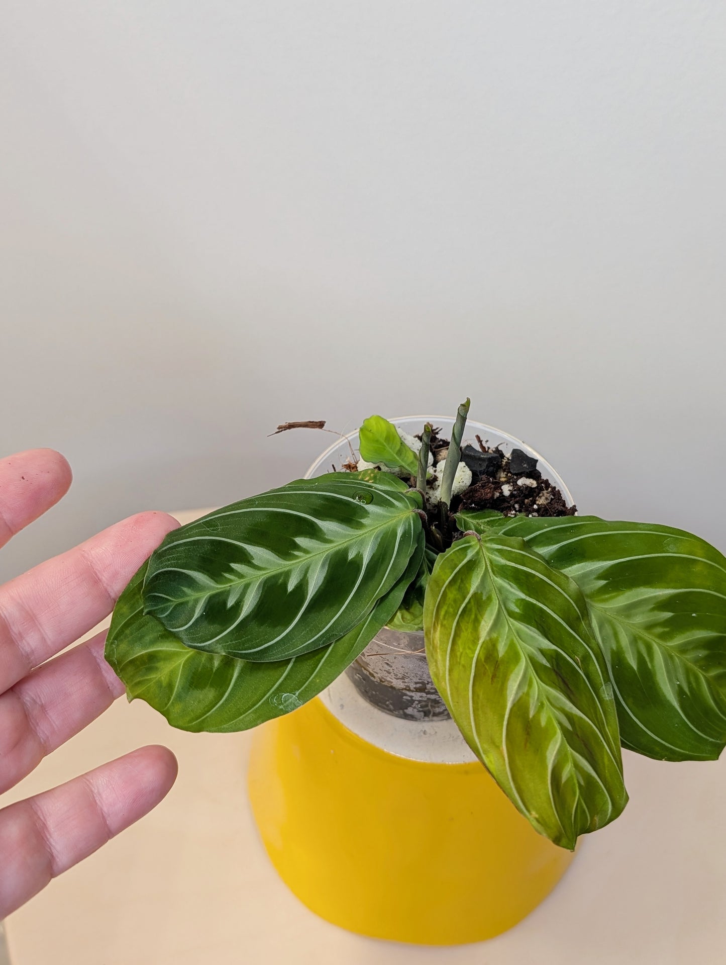 Marantha black (rare)