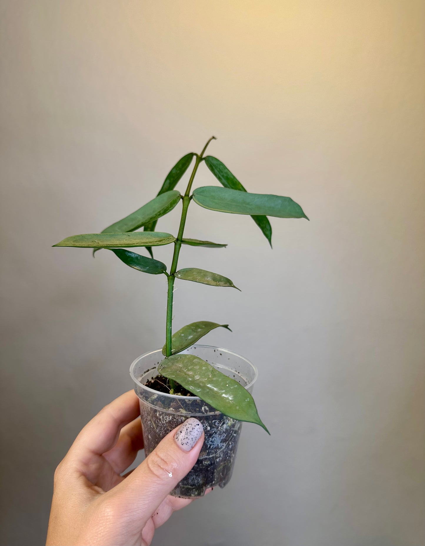 Hoya pandurata silver