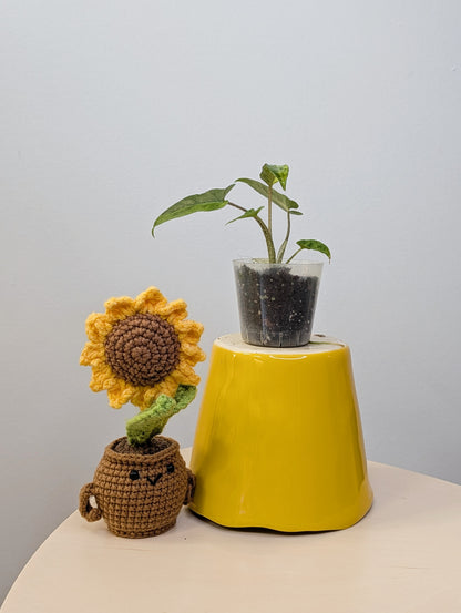 Alocasia lauterbachiana yellow variegated
