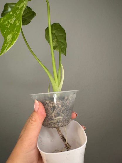 Alocasia acuminata variegated/ has THREe corms and baby / uncommon alocasia 🦄
