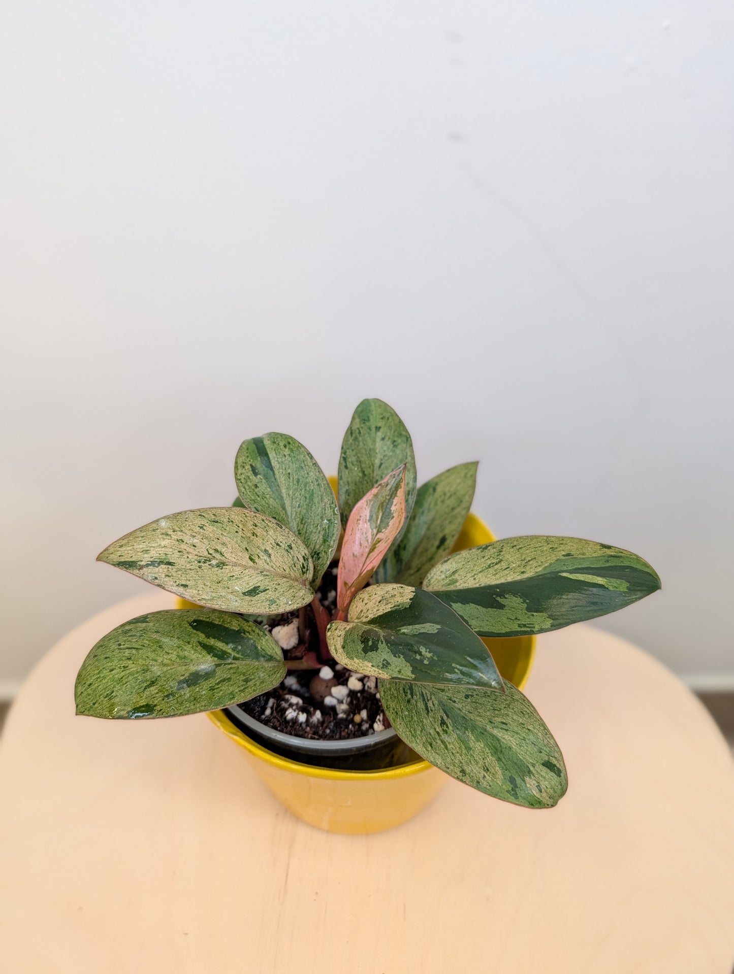 Philodendron green Congo mint variegated dwarf