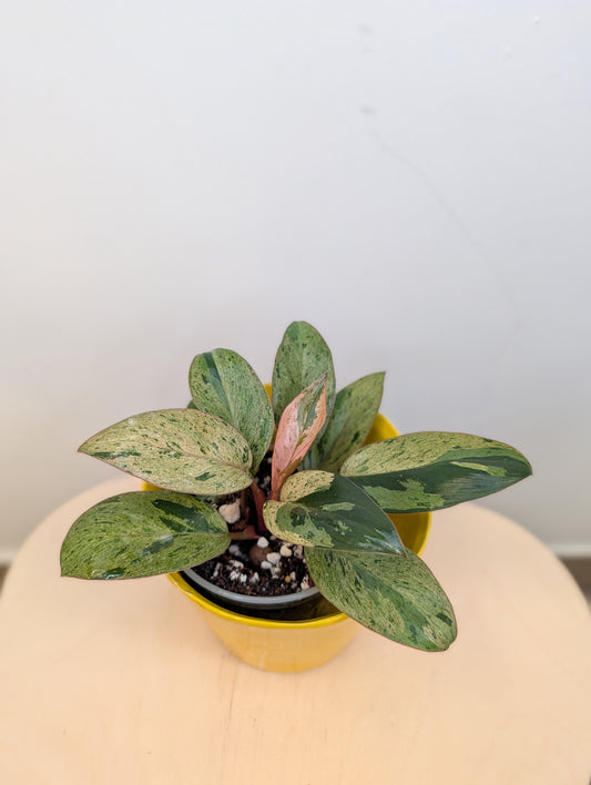Philodendron green Congo mint variegated dwarf