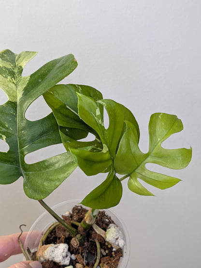 Raphidophora tetrasperma albo variegated