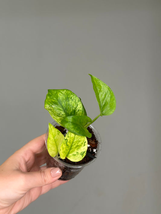 Pothos Jessenia / uncommon color