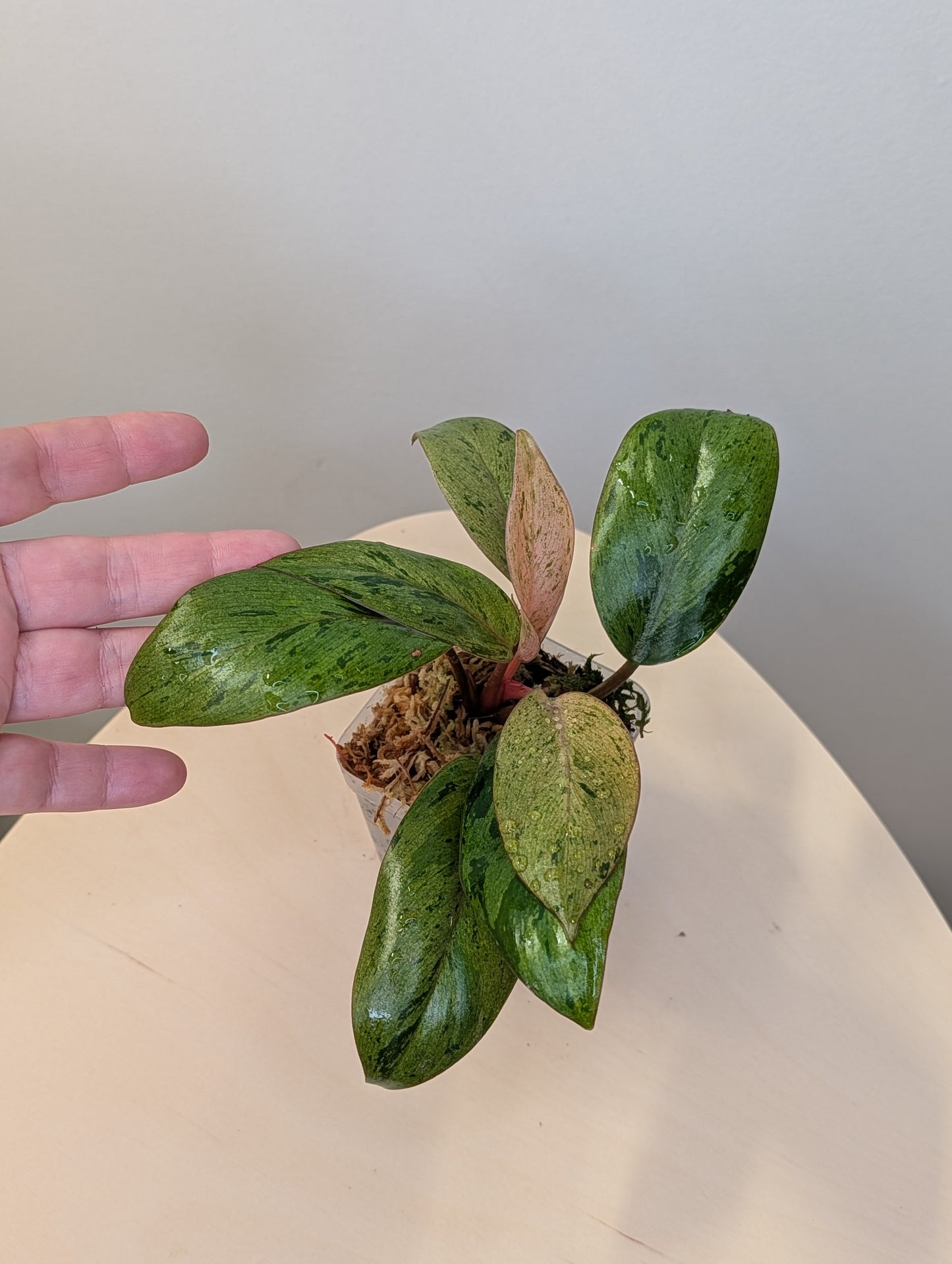 Philodendron green Congo mint dwarf variegated