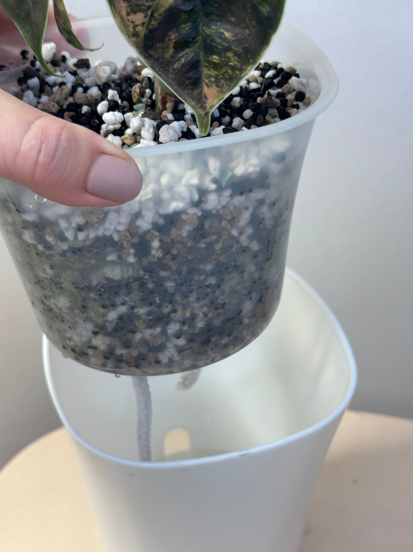 Alocasia azlanii aurea variegated, Corming