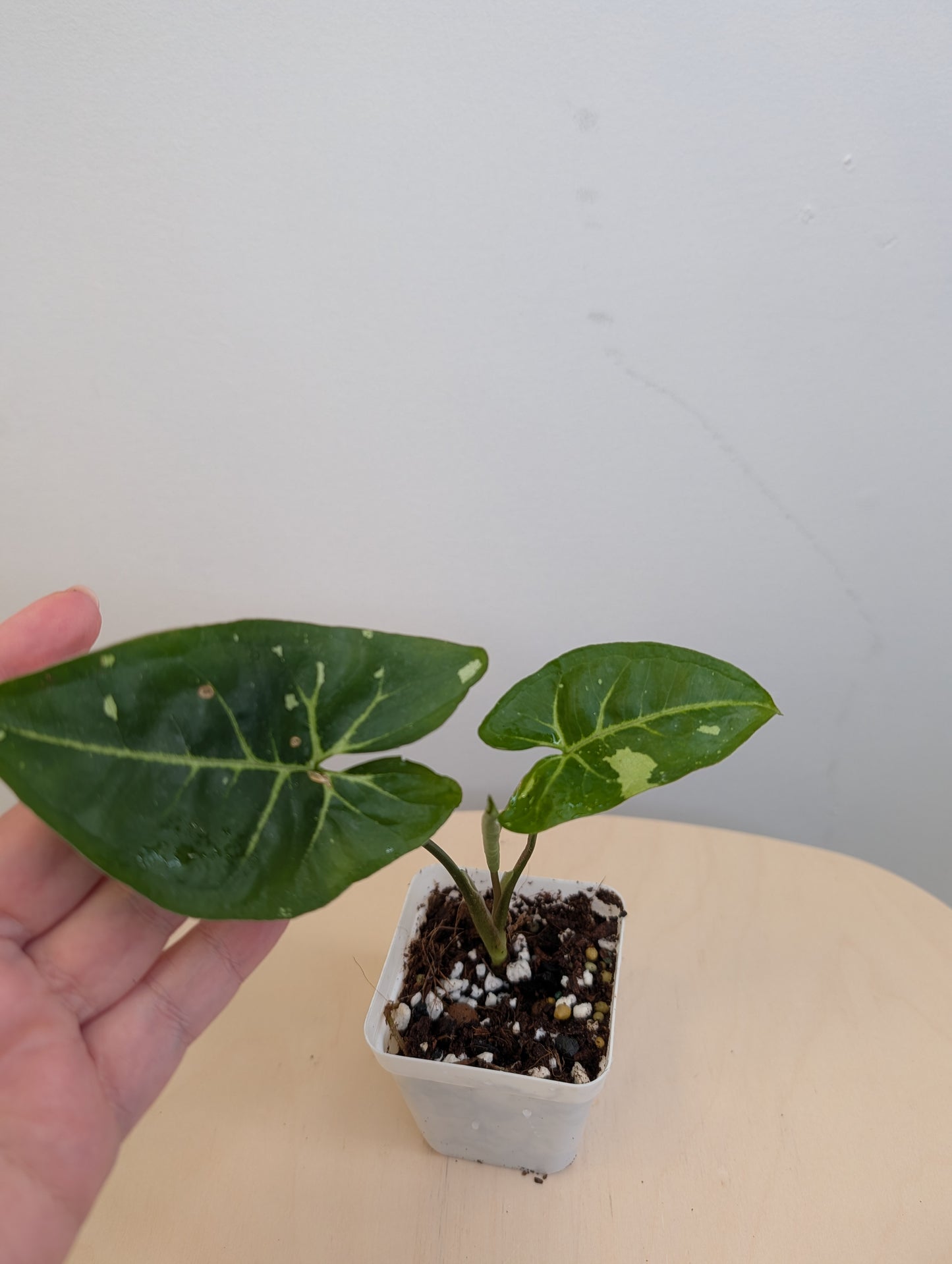 Syngonium panda galaxy