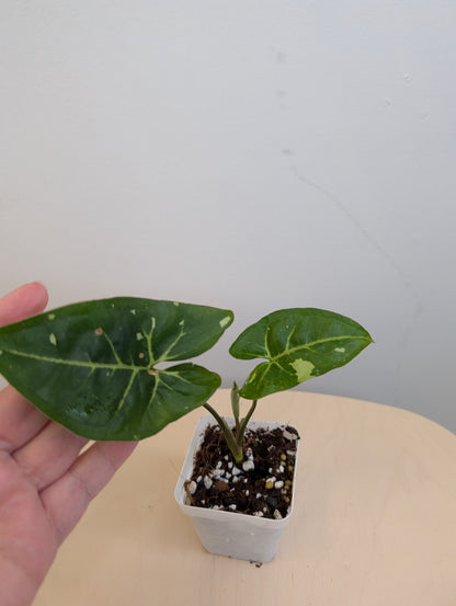 Syngonium panda galaxy