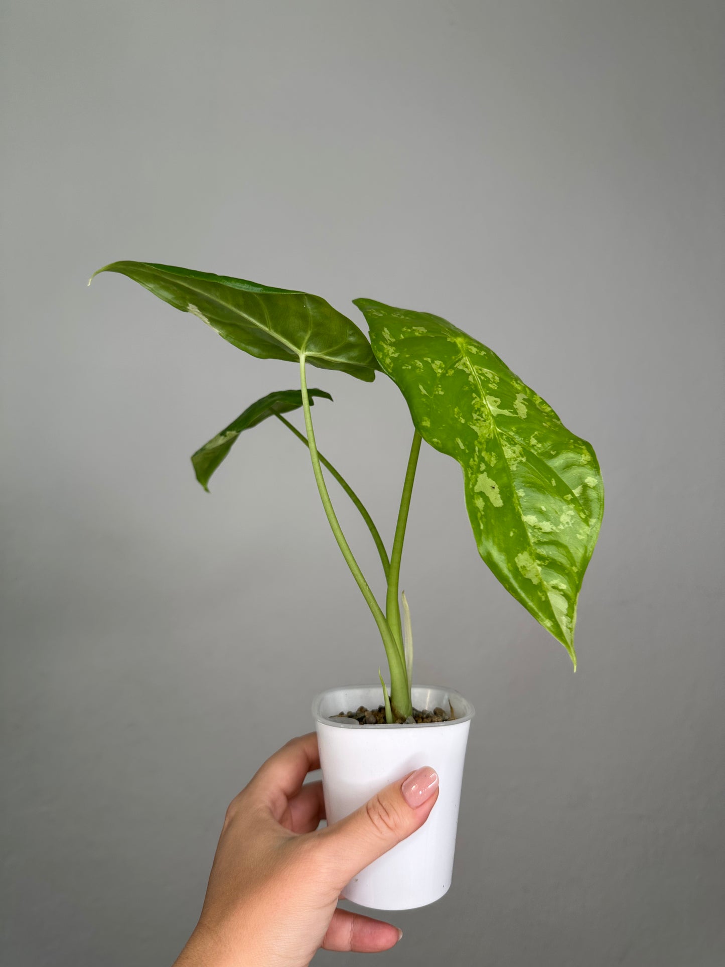 Alocasia acuminata variegated/ has THREe corms and baby / uncommon alocasia 🦄