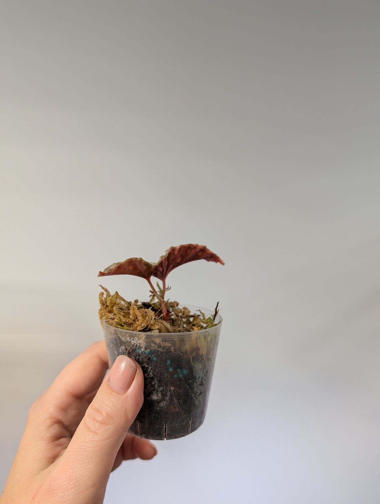 Begonia Dinhdui & Umbellata