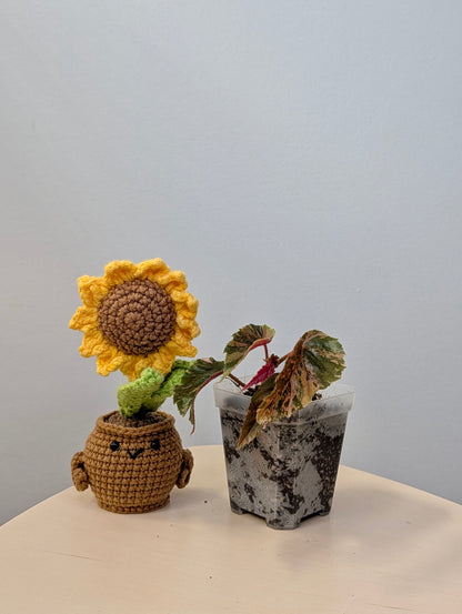 Begonia Ginny Galaxy variegated