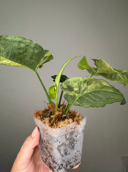 Syngonium scrambled eggs 🍳 nice color ✨