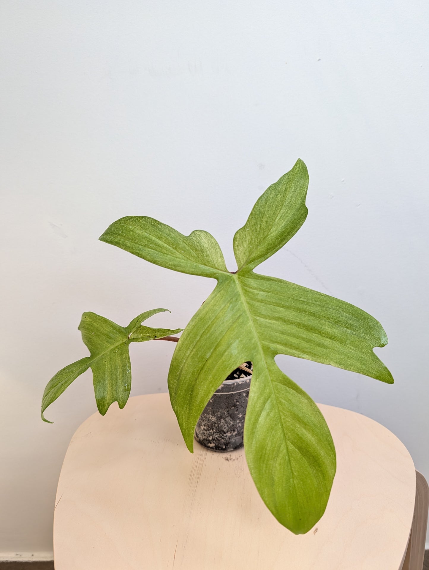 Philodendron Florida Beauty mint (Florida Ghost)