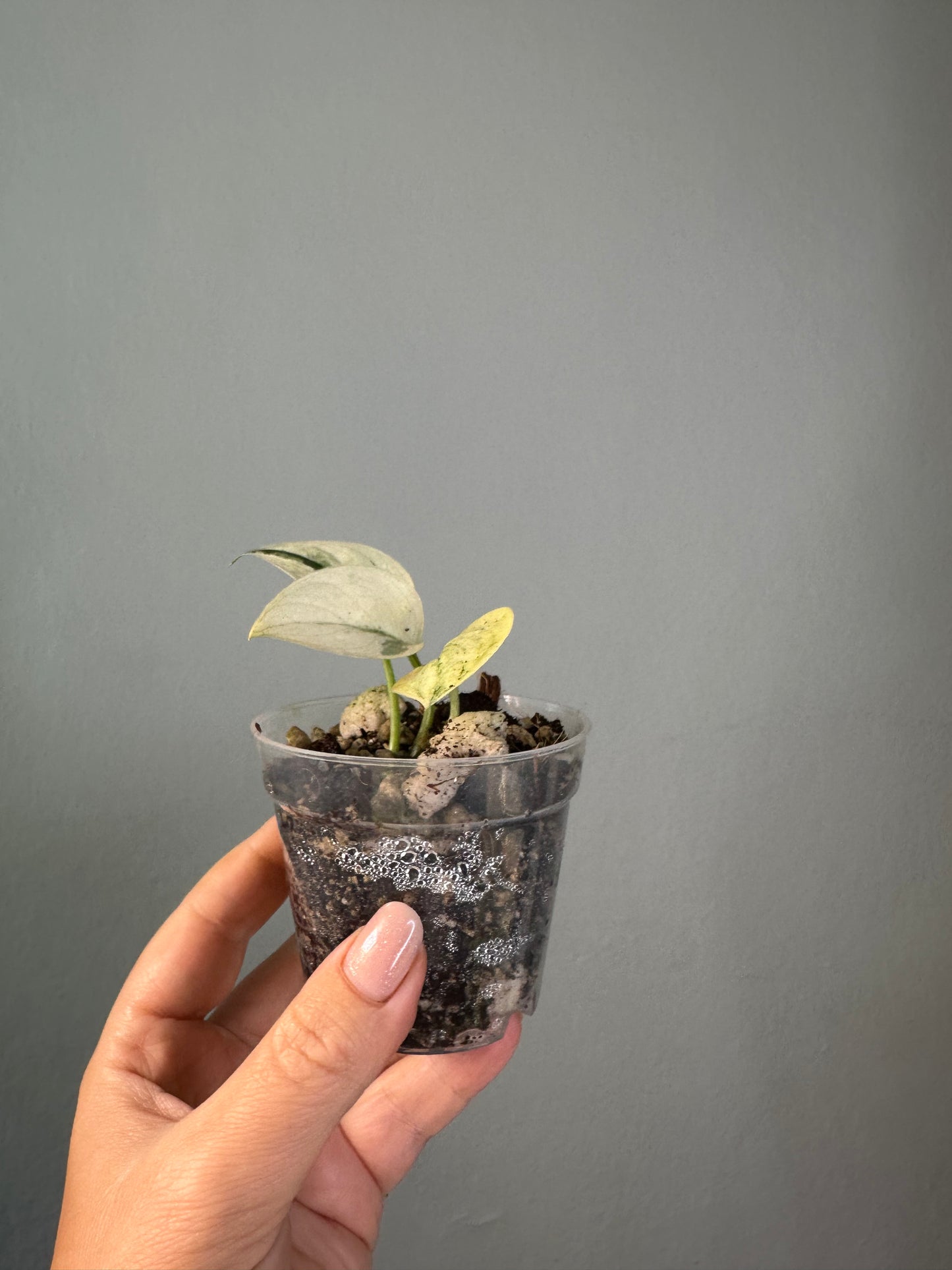 Scindapsus mayari