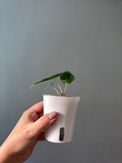 Alocasia pink dragon variegated / baby plant /first photo - mother plant