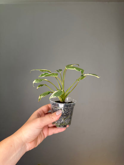Homalomena  stardust 🦄